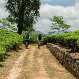 Ceylon Tea Trails