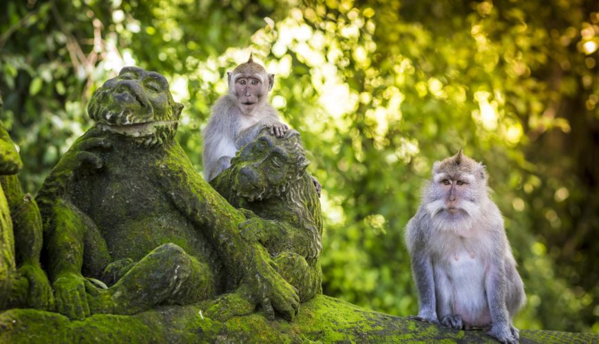 Bali Rundreise Monkey Forest