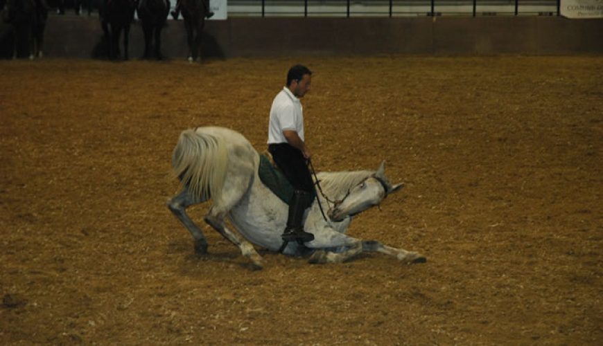 Reitsport